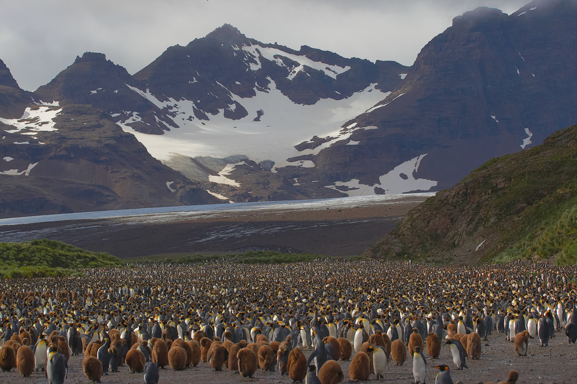ca. 200.000 Königspinguine in der Salisbury Plain